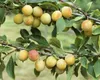 Prunus domestica 'Mirabelle von Nancy', gelb, 40 cm Produktbild-Vorschau 2