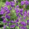 6 x Wald Glockenblume  - Campanula latifolia 'Macrantha'  | Produktbild-Vorschau 2