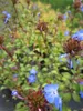 Bleiwurz - Hornarbe - Ceratostigma willmottianum (20-25) Produktbild-Vorschau 2