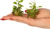 Eco Plant Lobelia Cardinalis 'mini' - In-vitro-Pflanze 2 Produktbild-Vorschau 3