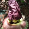 Hlíza sloního květu (Amorphophallus paeoniifolius)  – 3 Náhled obrázku produktu 1