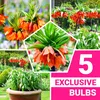 Kaiserkronen Knollen Mehrjährig - Fritillaria Imperialis Produktbild-Vorschau 1
