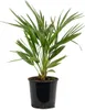 Bloomique - Chamaerops Humilis - Europäische Zwergpalme - Produktbild-Vorschau 1