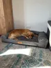 Hundebett XXL personalisiert mit Namen 118x78 cm – großes Produktbild-Vorschau 17