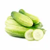 Melonengurke Carosello Barese Samen - Cucumis melo var. Produktbild-Vorschau 4