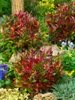 Leucothoe walteri 'Scarletta', Schattenglöckchen, rot, Produktbild-Vorschau 4