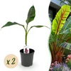 Green boutiQ - Plante fruitière - Bananiers - Musa Voir les images du produit 2