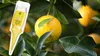 Dünger Citrus - 30 ml - Flüssig - Fördert Wurzelwachstum - Produktbild-Vorschau 7