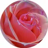 A close-up view of a pink rose. Podgląd zdjęcia produktu