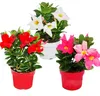 Dipladenia - Chilenischer Jasmin - 10cm Topf - Set mit 3 Produktbild-Vorschau 1