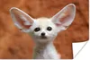MuchoWow® Poster Fuchs - Baby - Tiere 30x20 cm - Plakate - Produktbild-Vorschau 1