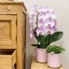 Kolibri Orchids | rosa Phalaenopsis Orchidee - Niagara Fall Produktbild-Vorschau 7