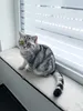 Fensterbankauflage für Katzen 90 x 25 cm Katzenbett Produktbild-Vorschau 2