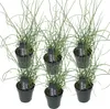 6er Set - Juncus Spiralis - Korkenzieherbinse - Liebeslocke Produktbild-Vorschau 1