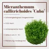 Aquarium Pflanze Hemianthus callitrichoides Tropica Nr.048B Produktbild-Vorschau 2