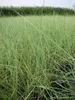 6 x Ammophila arenaria - Strandhafer - Topf 9 x 9 cm Produktbild-Vorschau 1