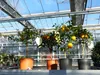 Citrus Yuzu 70 - 80 cm, Zitronenbaum Zitrone, japanische Produktbild-Vorschau 4