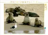 Calvendo Seehunde auf der Sandbank 1000 Teile Puzzle quer Produktbild-Vorschau 3