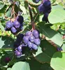 Felsenbirne ´PRINCE WILLIAM´ (Amelanchier) 30-40 cm, Cont. Produktbild-Vorschau 1