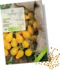 Tomatensamen (Yellow Submarine, 10 Korn) - Tomaten Saatgut Produktbild-Vorschau 1