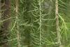 A close-up view of hanging branches with green needle-like leaves. Produktbild-Vorschau