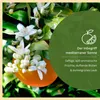 Meine Orangerie Orangenbaum Mezzo - echte Orange - Produktbild-Vorschau 3
