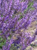 Salvia pratensis, Wiesensalbei, violett, ca. 9x9 cm Topf Produktbild-Vorschau 8