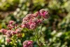 Große Sterndolde Rosensinfonie, im Topf - Astrantia major Produktbild-Vorschau 2
