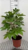 Fatsia japonica (aralia_sieboldii) - Zimmeraralie 60- + cm Produktbild-Vorschau 2