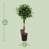 Fikus chiński Ficus Microcarpa Moclame Ø23 cm ↕110 cm Podgląd zdjęcia produktu 2