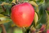 Malus 'Gala', Apfelbaum, 40 cm Stammhöhe Produktbild-Vorschau 10
