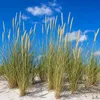 Stauden Gänge 10 x Ammophila arenaria im 1 Liter Topf - Produktbild-Vorschau 2