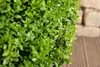 Ligustrum ovalifolium, Ovalblättriger Liguster, 50–80 cm Produktbild-Vorschau 4