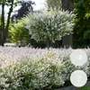Bloomique - 2er Set - Salix Flamingo - Harlekinweide - Produktbild-Vorschau 2