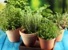 Biovita Erde, -Substrat Für Kräuter, Natural 10L Produktbild-Vorschau 10