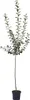 A potted tree with green leaves and a brown trunk against a white background. Produktbild-Vorschau