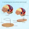 2× Lebensgroßes Gehirnmodell, Anatomie Gehirn, 4-teilig Produktbild-Vorschau 6