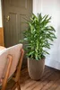 A tall green plant in a decorative planter sits on a wooden floor next to a chair and a door. Produktbild-Vorschau