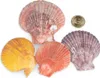 Pecten nobilis bunt 0,5 kg 5-8 cm ca. 40-50 Stück Produktbild-Vorschau 3