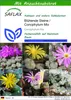 SAFLAX - Sukkulenten - Blühende Steine / Conophytum Mix - Produktbild-Vorschau 1