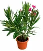 Nerium Oleander Tricolor, výška 50–70 cm – Trojfarebný Náhľad obrázku produktu 4