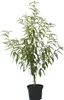 Dixired - Pfirsich Buschbaum Produktbild-Vorschau 1