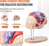 VEVOR Menschliches Gehirn Modell Anatomie, 2X Lebensgroßes Produktbild-Vorschau 5