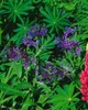 Blaue Rasselblume, im Topf - Catananche caerulea Produktbild-Vorschau 4