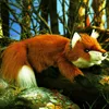 Folkmanis Handpuppe Fuchs 37 cm Produktbild-Vorschau 3