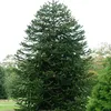 Jodla chilijska - Jodla andyjska - Araucaria araucana - Podgląd zdjęcia produktu 5