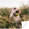 MuchoWow® Poster Labrador Retriever spielt mit einem Produktbild-Vorschau 1