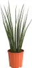 Dehner Bogenhanf Mikado, mehrtriebig, ca. 70-80 cm, Ø Topf Produktbild-Vorschau 1