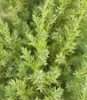 Wacholder Juniperus chinensis Stricta Chinesischer Produktbild-Vorschau 2