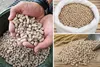 Granulat Pszenny 20 kg Pellet Paszowy dla Kur Drobiu Świń Podgląd zdjęcia produktu 4